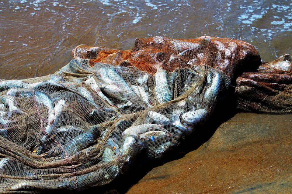 Network fish in the water