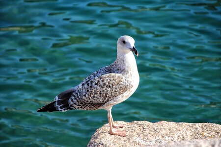 Marina sea rock