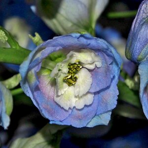Blue flower bud close up photo