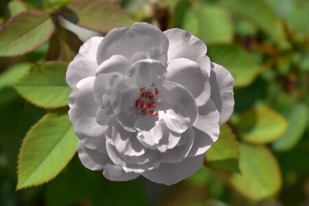 Purity remembrance reverence