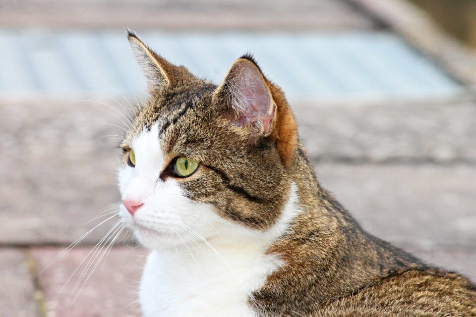 Animal mieze hangover watched