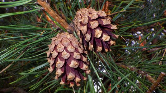 Nature season cone