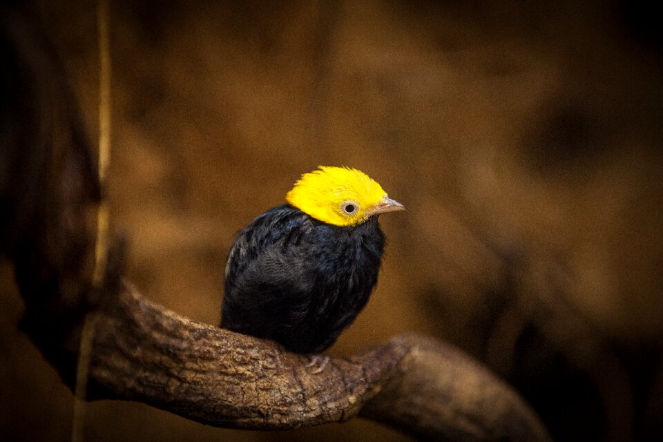 Gorgeous feathers beak