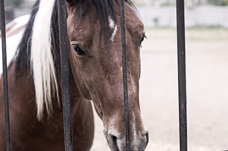Horse zoo cage