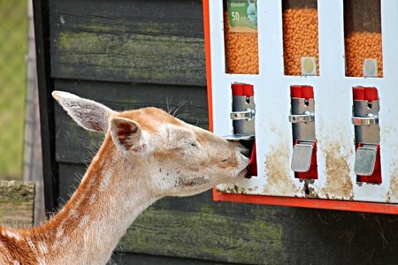 Feed wild red deer