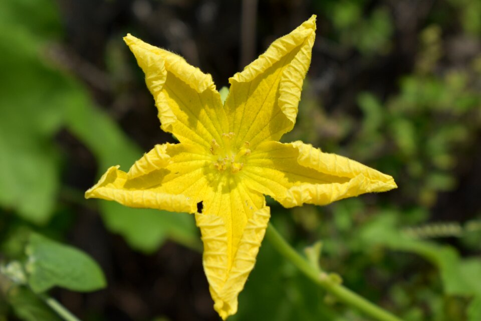 Pentagram 5 pointed star isotoxal