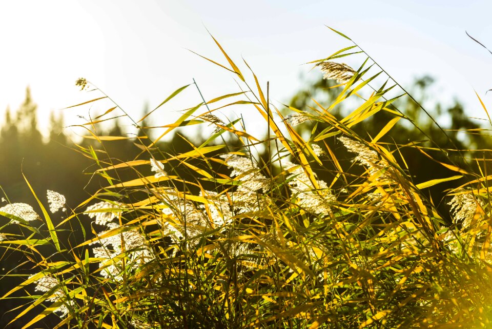 Flora outdoors sun