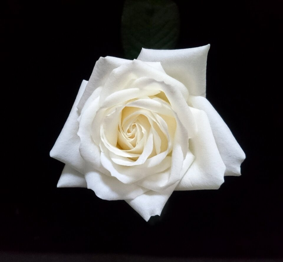 Love petal white