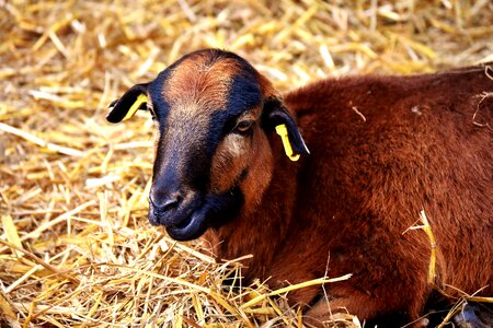 Young animal newborn cute