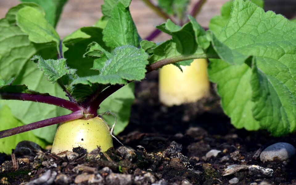 Vegetables bio vegan