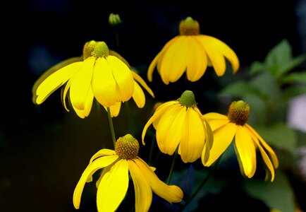 Yellow flowers sorrow summer evening