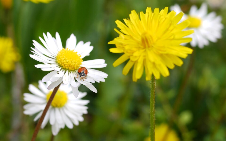Insect daisies ladybug