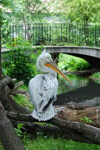 Schönbrunn pelikan bridge