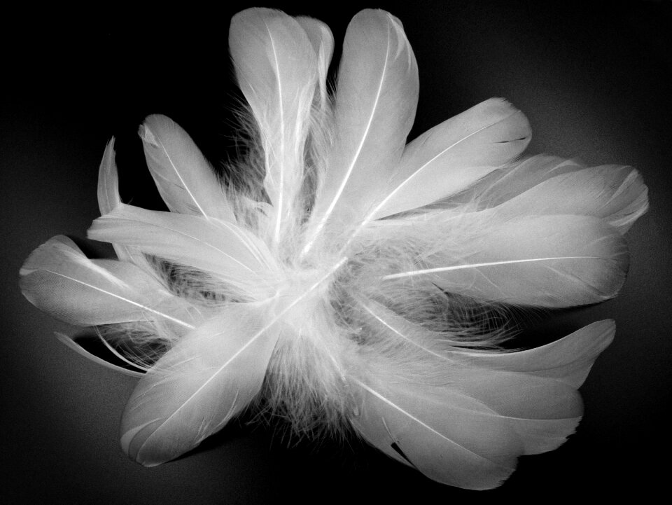 Bird feather fluffy gentle