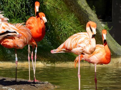 Birds flamingos animals