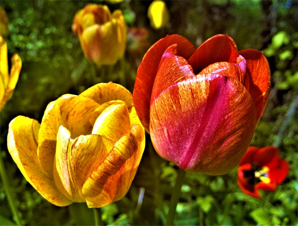 Colorful spring plant