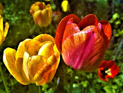 Colorful spring plant photo