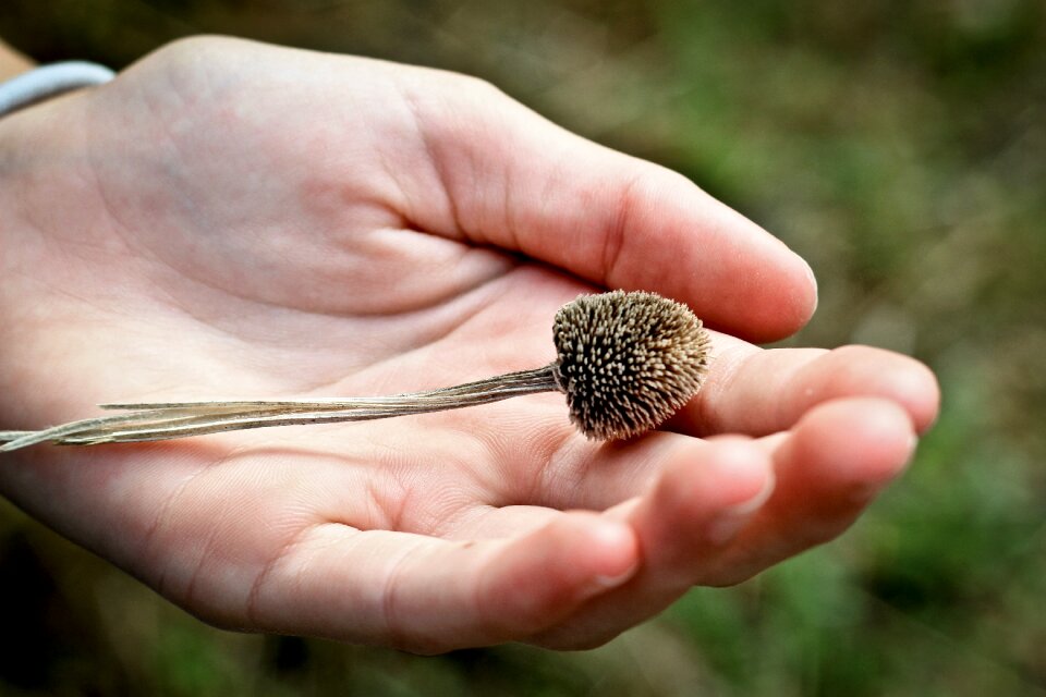 Hand palm flower photo