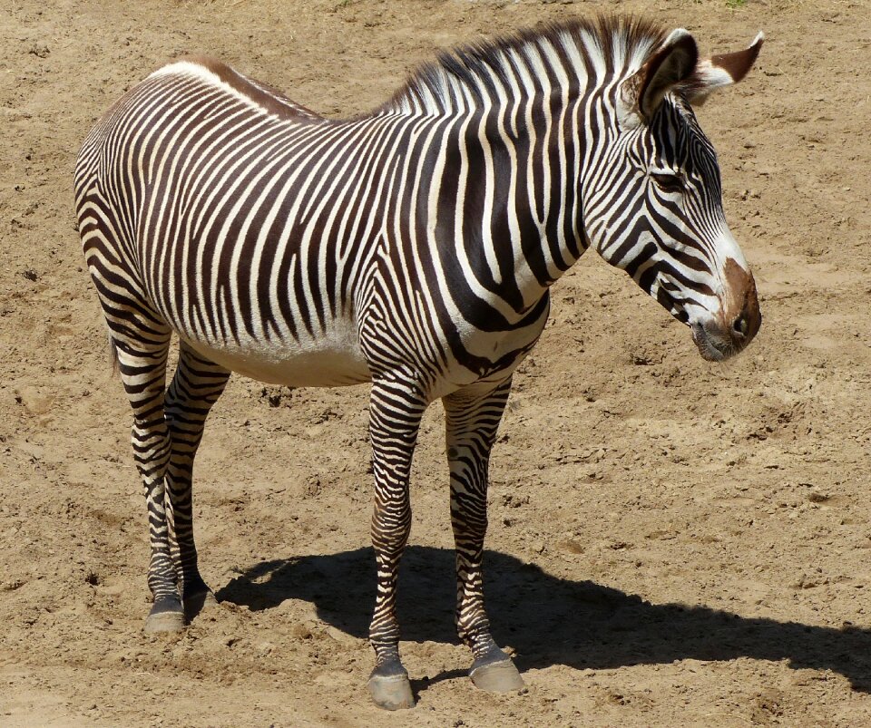 Animal zebrures fauna