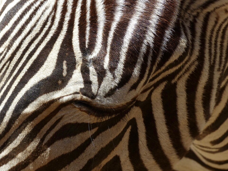 Animal zebrures fauna