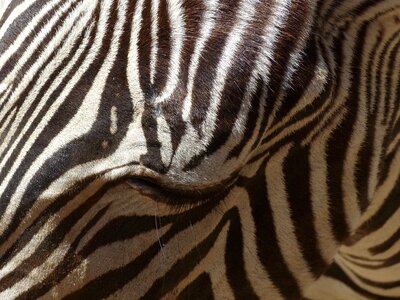 Animal zebrures fauna