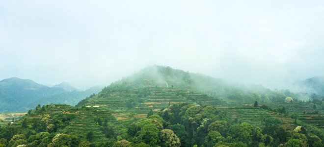 Mountain tea tea ecology