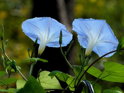 Flora blossom bloom