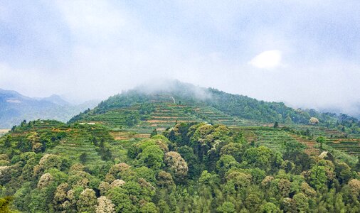 Mountain tea tea ecology