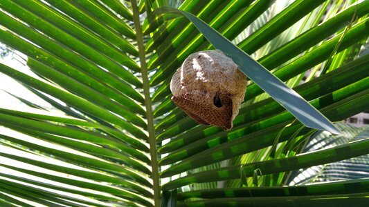 Palm tropical leaf photo