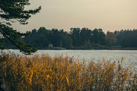 Stalks sway wind photo