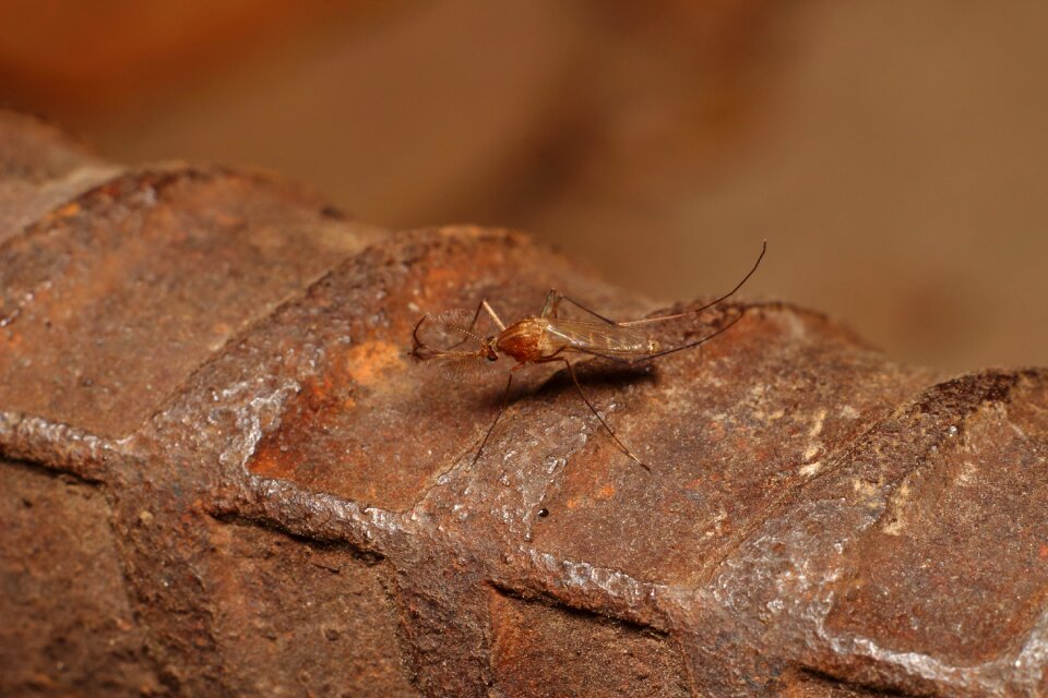 Insect animals background