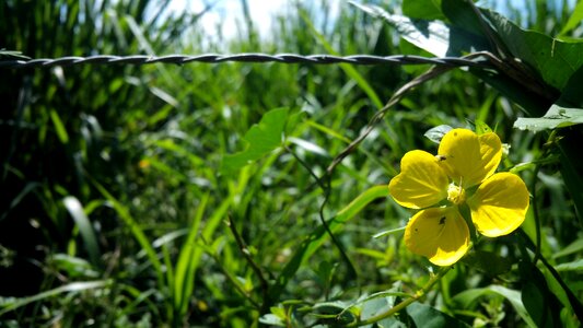 Fence grass summer photo