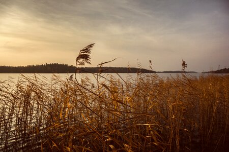 Stalks sway wind photo