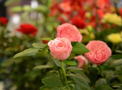 Color pink garden rosebush