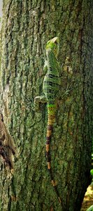 Bark tree stripes photo