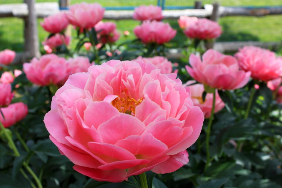 Summer park nature