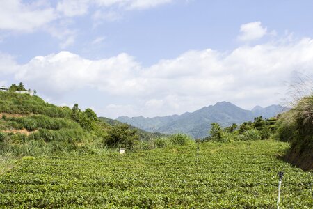 Anxi tieguanyin tea mountain tea ecological tea garden