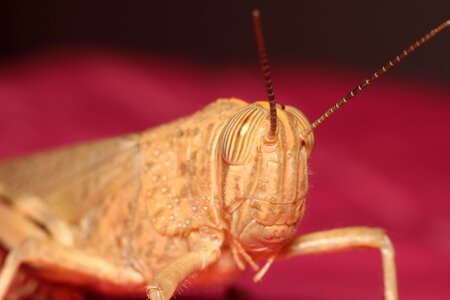 Nature animals living nature