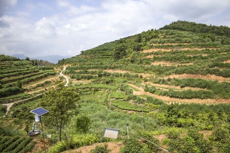 Anxi tieguanyin tea mountain tea ecological tea garden