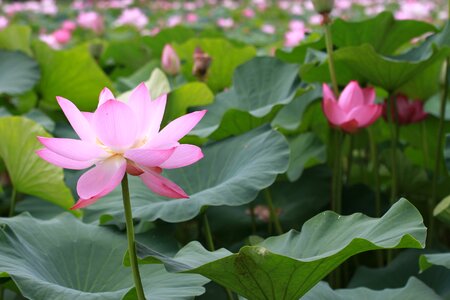 Leaf flowers nature