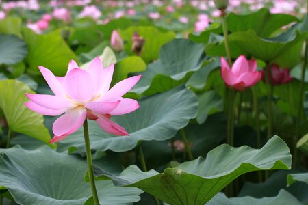 Leaf flowers nature photo