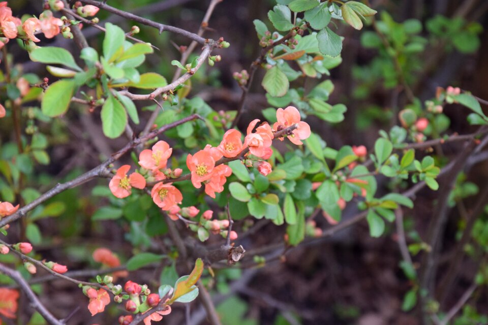 Nature tree branch