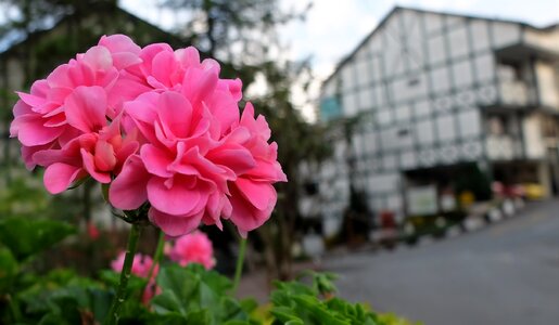 Summer outdoors garden