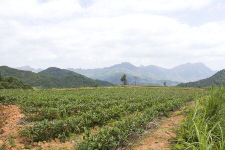 Anxi tieguanyin tea mountain tea ecological tea garden