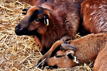 Animals rest brown