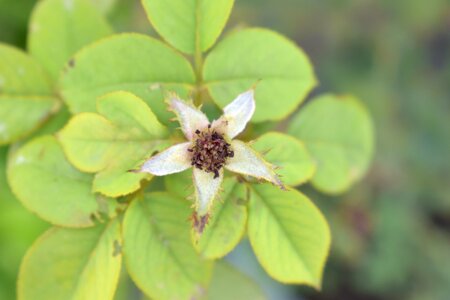 No flower nature pentagram
