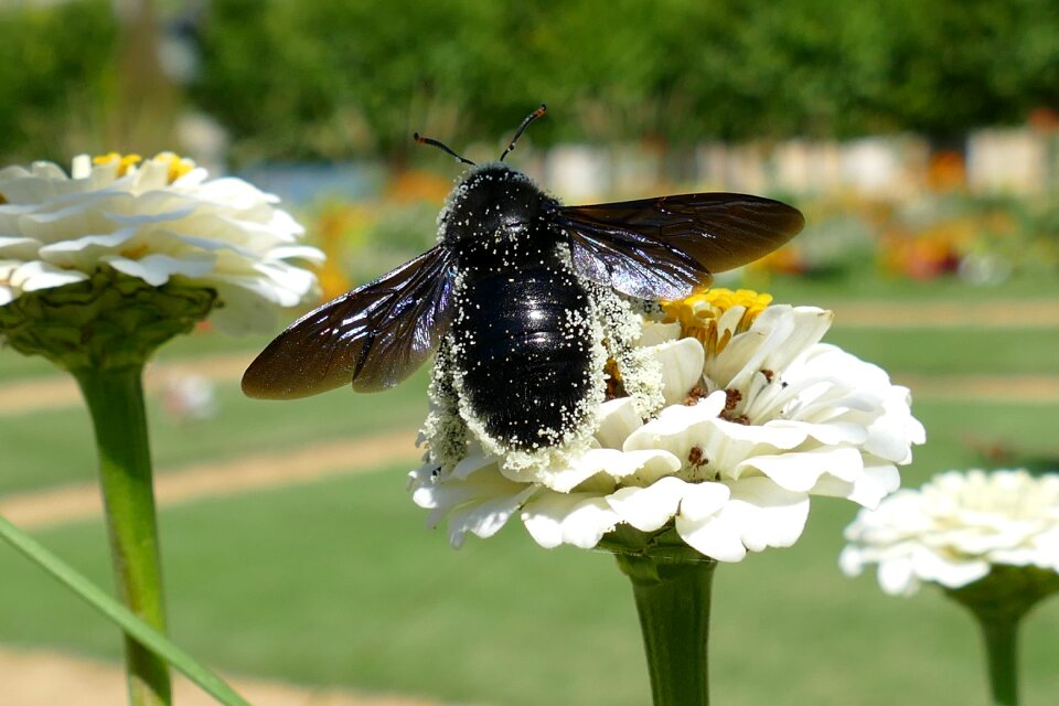 Fertilization seed black