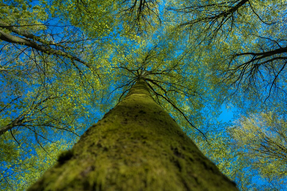 Bark trunks branches