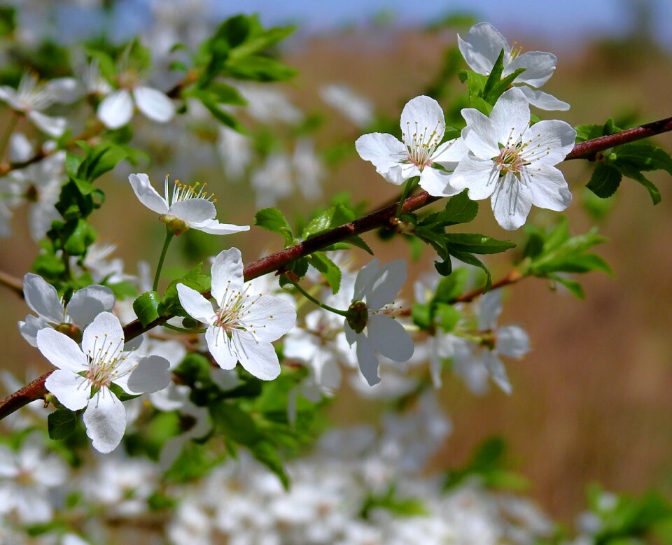 Nature plant cherry