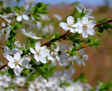 Nature plant cherry